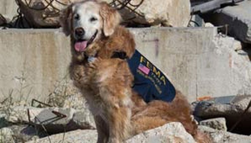 Despidieron con honores a la última perra rescatista del atentado a las Torres, antes de sacrificarla
