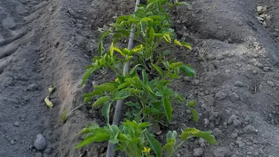 Productores alertan que por falta de insumos de riego peligran cultivos