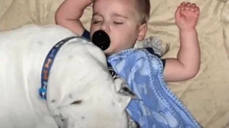 Un perro dormía en la misma pieza que una bebé y una increíble secuencia grabada sorprendió a todos