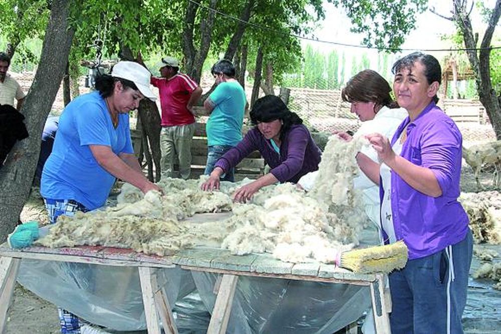 Esquila de ovejas y camélidos y acondicionamiento de lanas