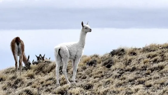 Mendoza: apareció un guanaco albino