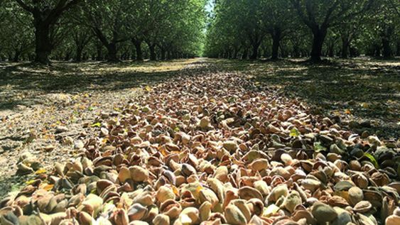 Investigaciones sobre almendros en los valles de California (EEUU)