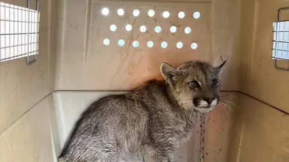 Rescate exitoso de un puma juvenil en Albardón: cómo un llamado al 911 salvó la vida del animal