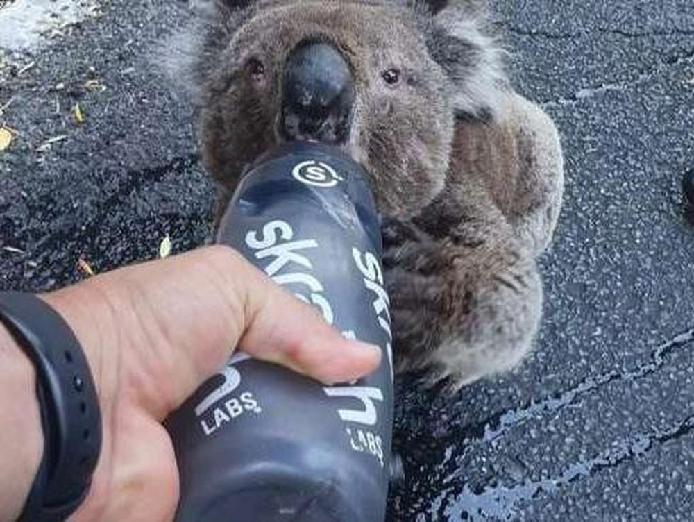 En medio de los incendios en Australia un koala buscó la ayuda de un grupo ciclistas