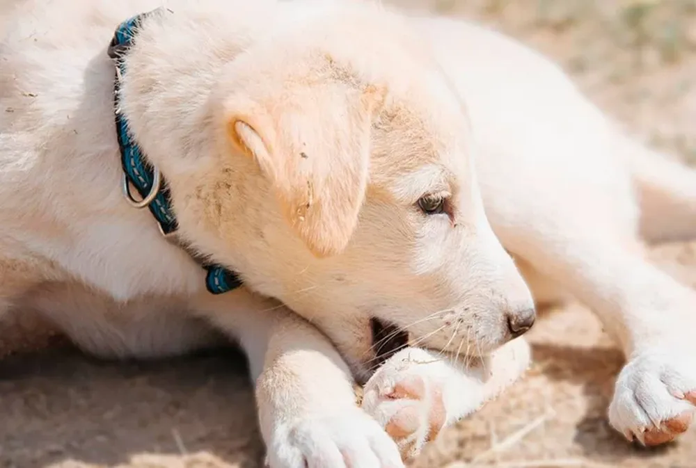 Por qué algunos perros se muerden las patas y qué significa