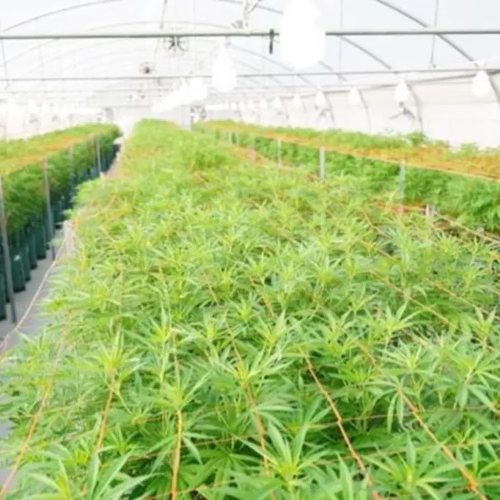La empresa sanjuanina de cannabis entregó el primer lote de aceite para pacientes con epilepsia refractaria