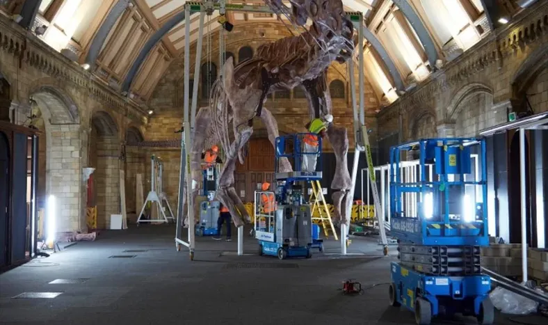 El Museo de Historia Natural de Londres exhibe una réplica de un dinosaurio descubierto en Chubut