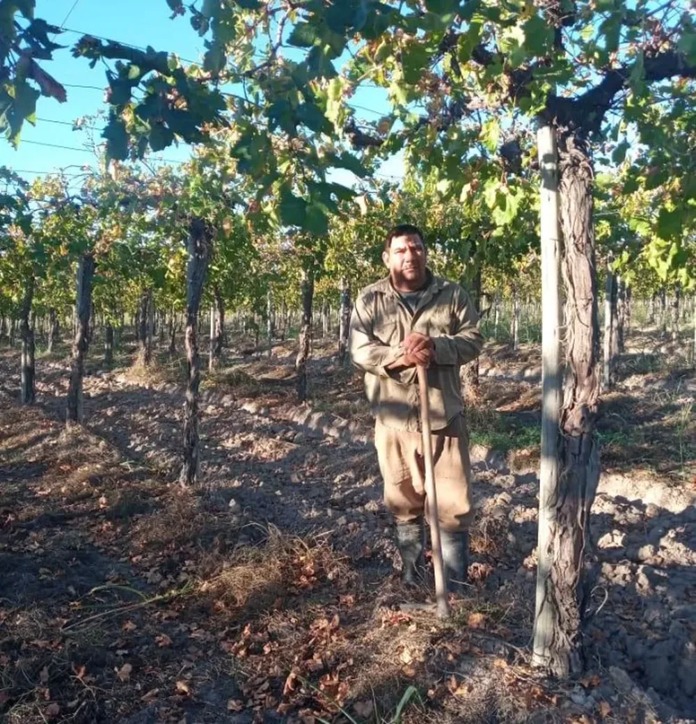 Con el uso de vicia en parrales, buscan mejorar el uso del agua