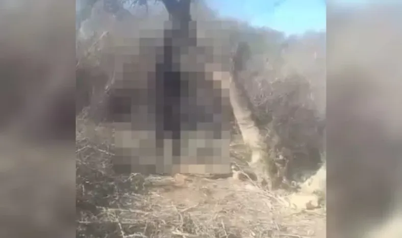 Proteccionistas hallaron a un perro ahorcado y denuncian que el salvajismo humano es “alarmante”