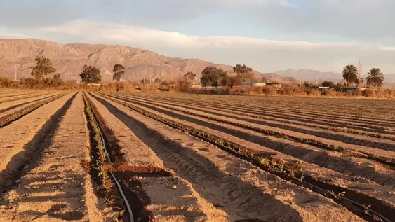 Comenzó cosecha de aceituna conservera en año prometedor