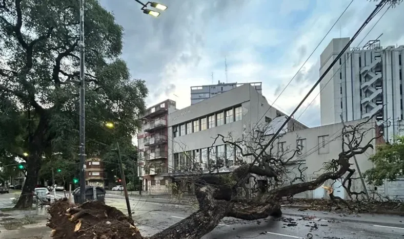 Temporal en Buenos Aires: árboles caídos y más de 250 mil hogares sin luz