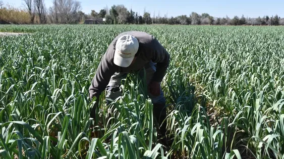 San Juan cosechará entre un 15 y un 20% más de uva que el año pasado