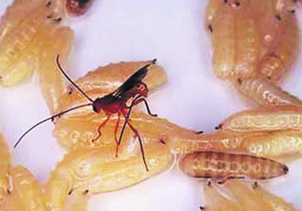 Producirán avispas para el combate a la mosca de los frutos