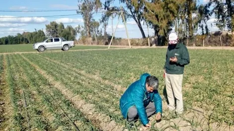 Foles, biofertilizantes orgánicos líquidos, de muy fácil aplicación