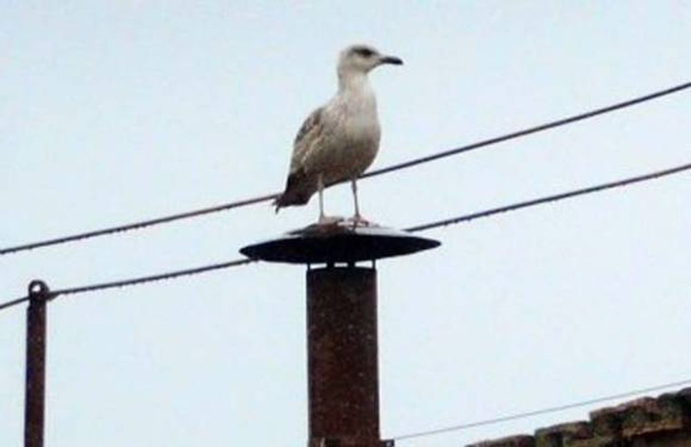 ¿La gaviota anticipó el resultado?