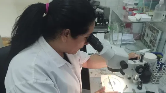 Dengue: detectan el doble de mosquitos en algunas zonas, pero no dicen dónde