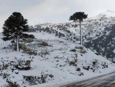 Murió un camionero mientras esperaba cruzar a Chile
