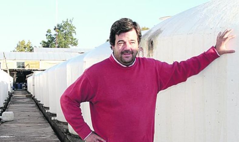 Aceituna conservera: 60% menos en la cosecha nacional