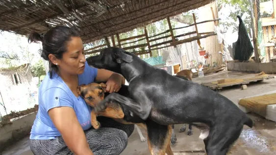 Crearon un refugio para perros callejeros y necesitan ayuda para poder mantenerlo