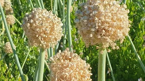 Clima y economía afectan la producción de semillas