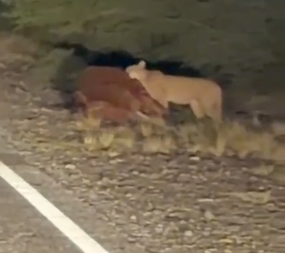 Puma en Valle Fértil.