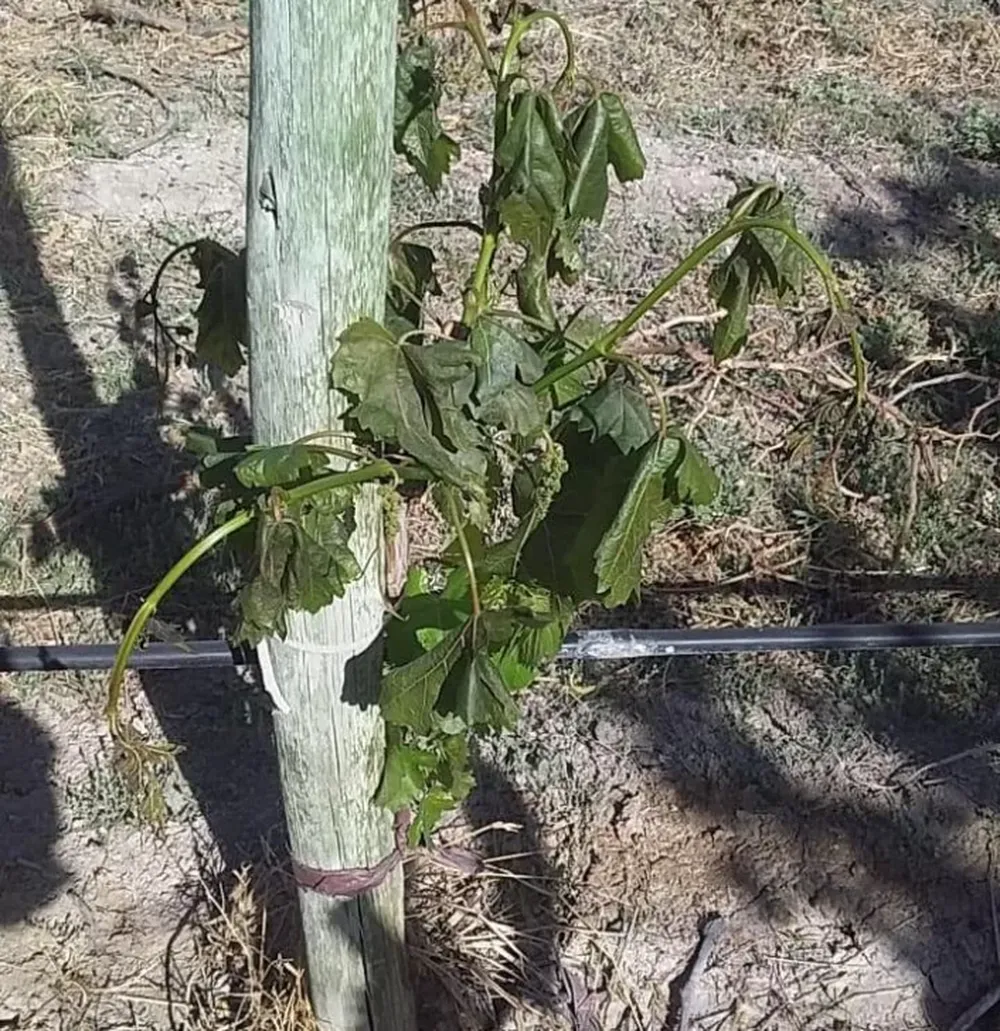 Evalúan variación de temperatura del  aire por congelación de agua asperjada