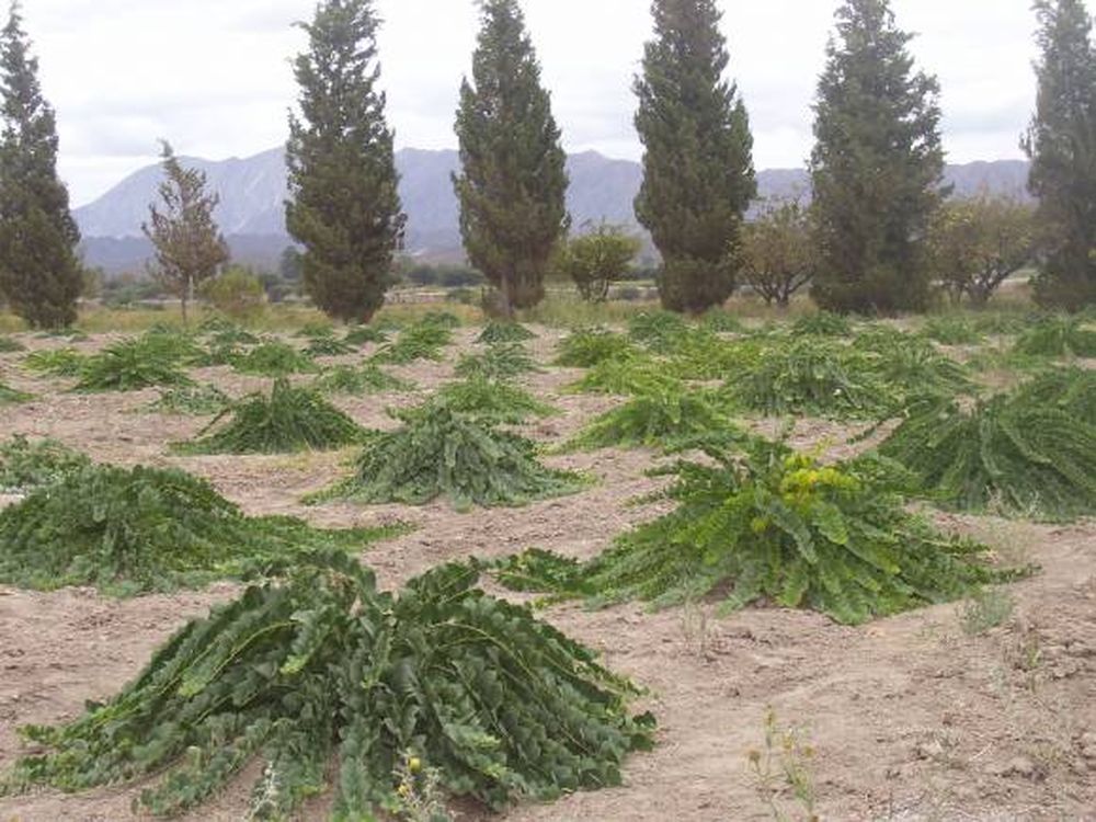 Alcaparras: dictarán curso en San Juan