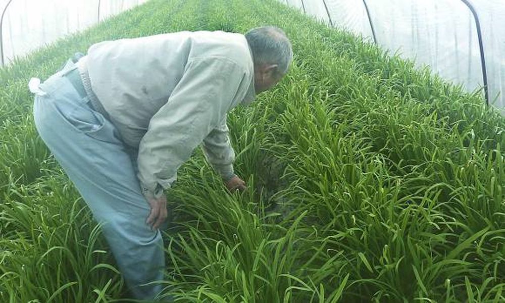 Yodo radiactivo en alimentos de Fukushima