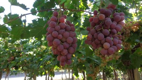 Ensayos para mejorar el color en uva de mesa Red Globe
