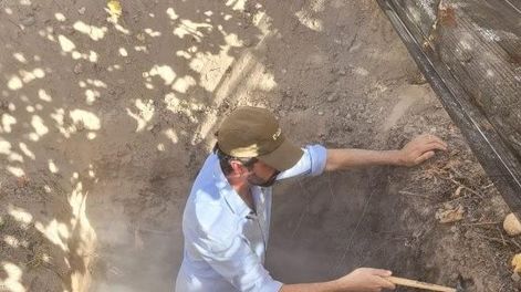 Rejuvenecimiento del sistema radicular usando bioestimulantes