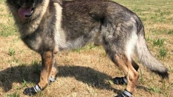 Un niño de 3 años sufrió heridas en el rostro por el ataque de un perro callejero