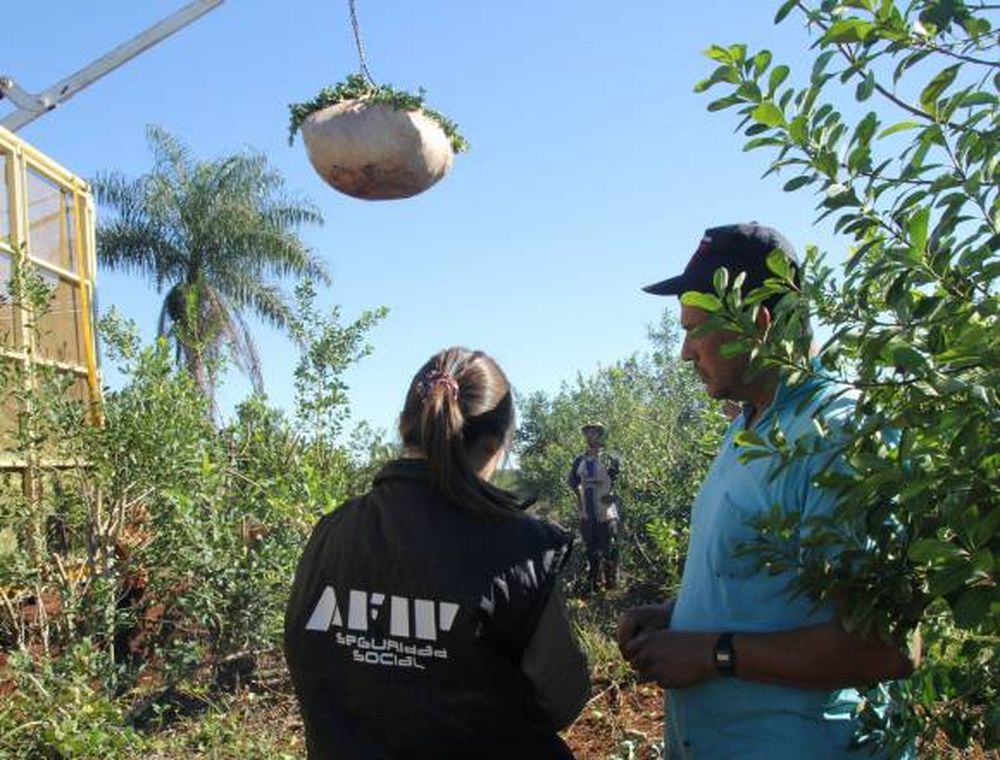 Admiten suba para la yerba