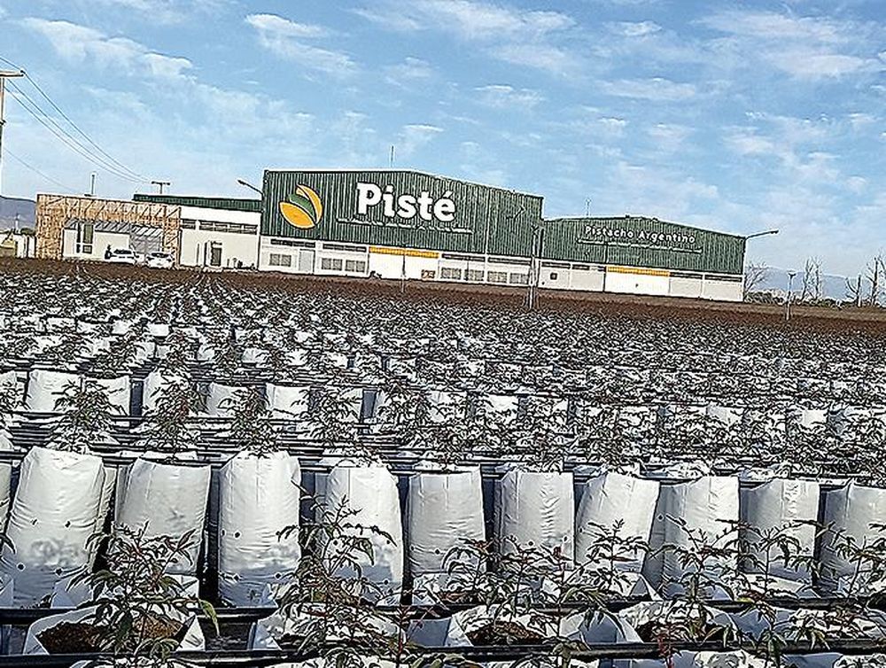 San Juan y el Día Mundial del Pistacho, mañana 26