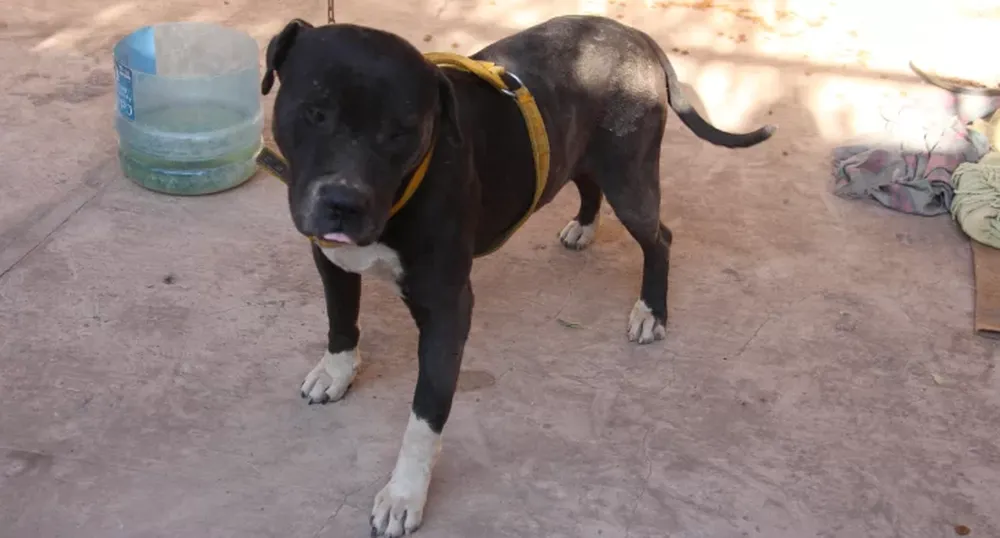 “El 70% de las agresiones que atiendo, involucran un pitbull”