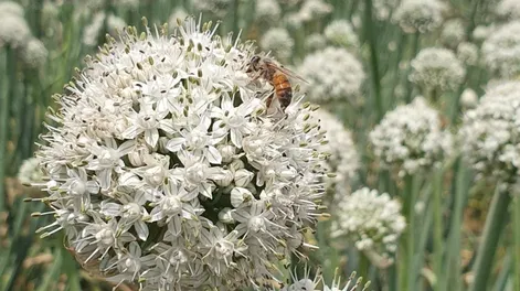 Polinización entomófila
