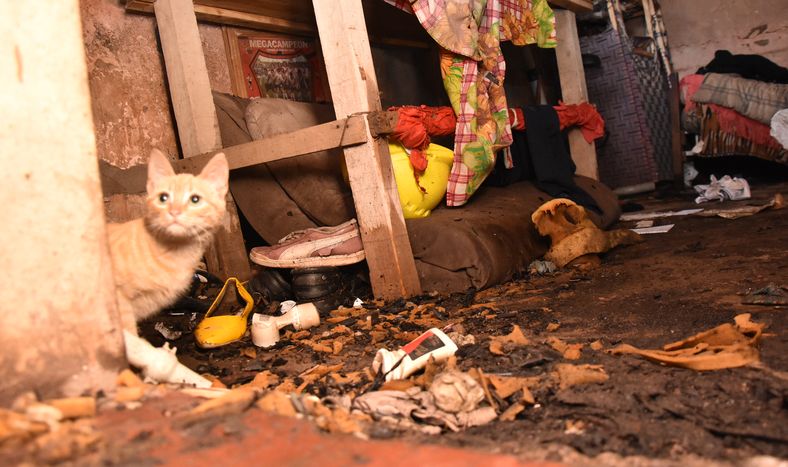 Una chica estaba en una clase online y su gatito la “atacó” por la espalda