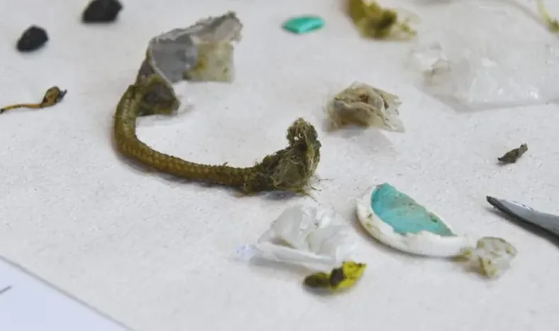 Una tortuga rescatada del mar defecó más de 10 tipos de plásticos diferentes