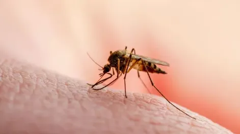Los mosquitos prefieren picar a los que toman cerveza