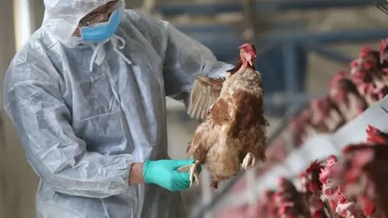 El Senasa detectó en Córdoba el segundo caso de influenza aviar