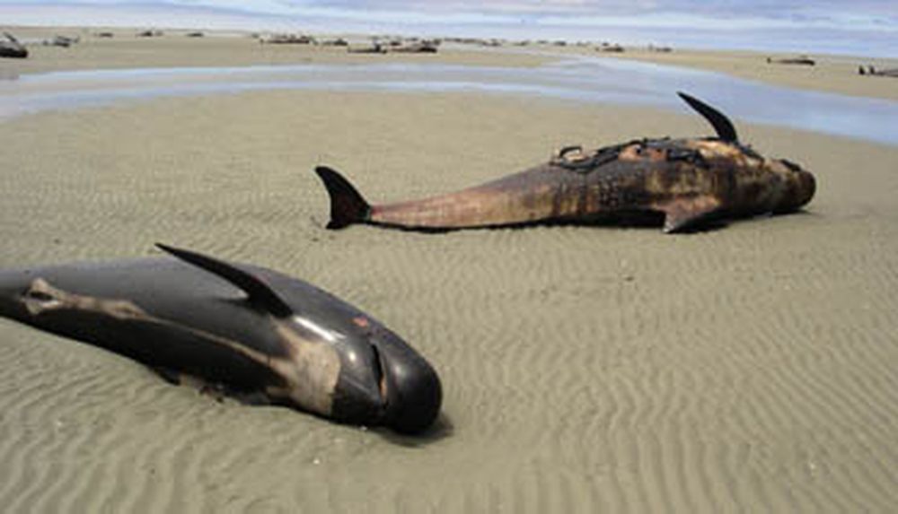 Ballenas muertas en Nueva Zelanda