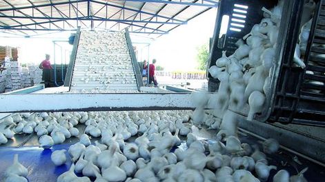 Ya se vendió el 70% del ajo con destino al mercado mundial