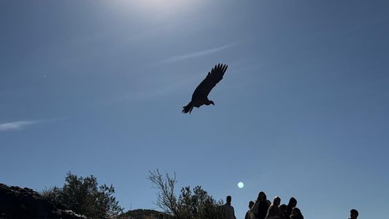 Hoy, tras casi un año de rehabilitación, el cóndor Pachakamaq recuperó su libertad y volvió a volar.