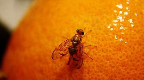 Limón sin mosca de la fruta