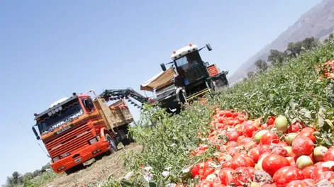 El tomate para industria producirá menos por primera vez en 10 años