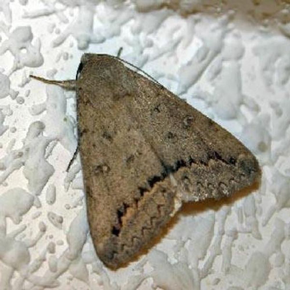 Cuatro sencillos trucos para eliminar las polillas de tu armario