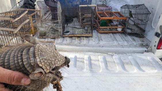 trafico de animales: secuestraron aves autoctonas,un quirquincho y detuvieron a un hombre