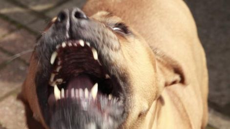 Una nena caminaba con su mamá cuando fue atacada por un perro: sufrió serias heridas