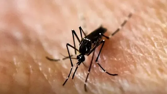 Confirmaron un caso de dengue importado positivo en la provincia