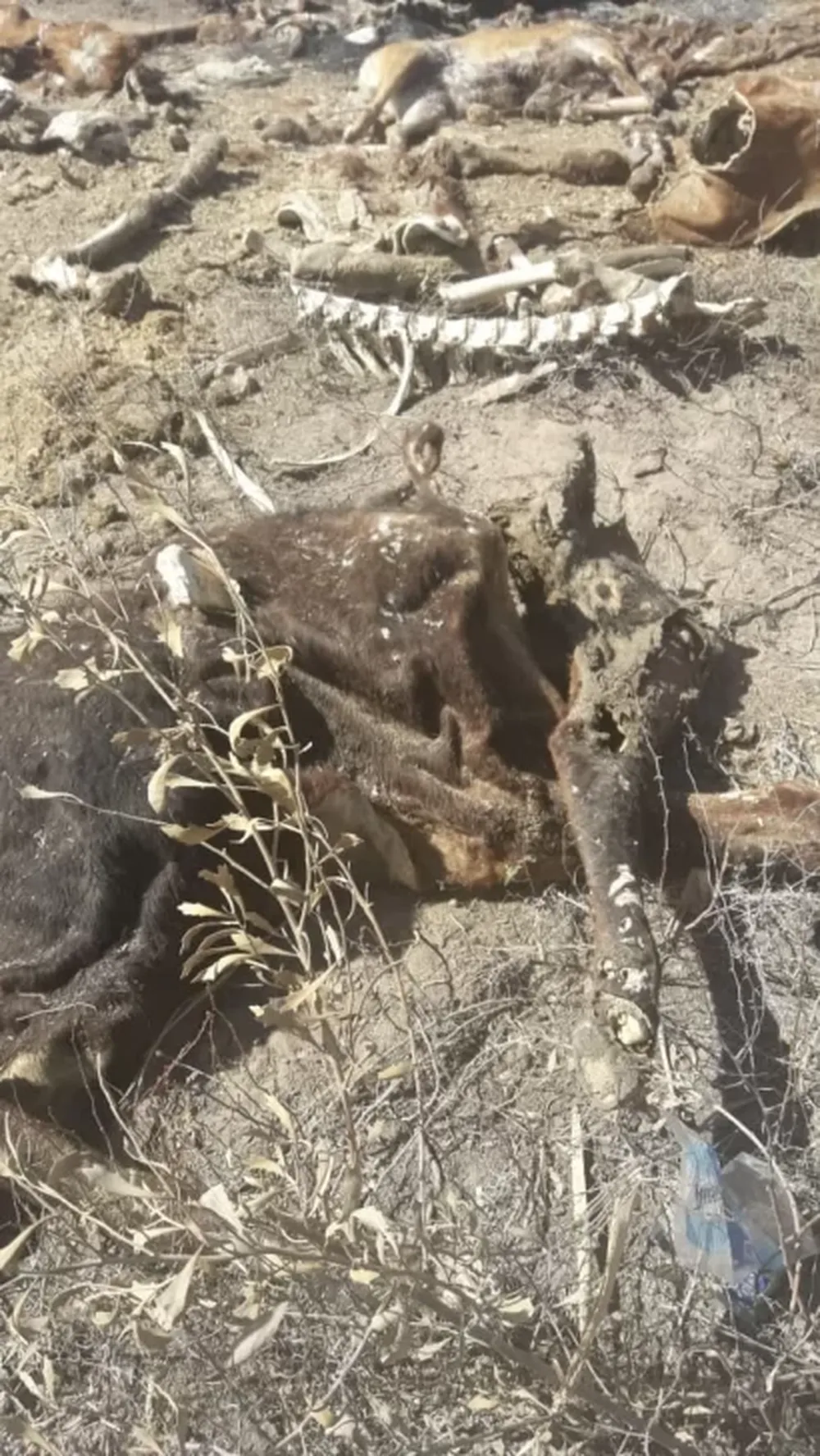 Macabro hallazgo de animales en estado de descomposición dentro de una casa