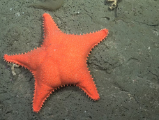 Estrella de mar. Foto: ROV SuBastian/ Schmidt Ocean Institute Estrella de mar. Foto: ROV SuBastian/ Schmidt Ocean Institute